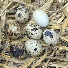 Obraz premium Wachteleier, Wachteln, Wachtel, Coturnix coturnix