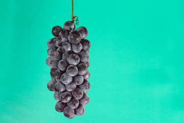 the  cluster of grapes