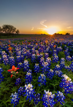 Texas bluebonnet and indian paintbrush filed in sunset