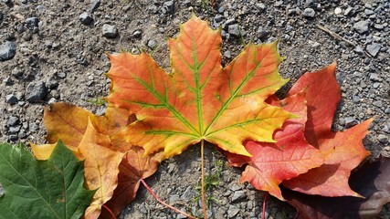 Herbstfarben 
