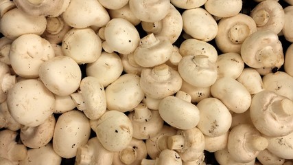 Champignon mushroom