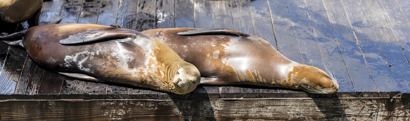 Leoni Marini del Pier 39 di San Francisco