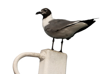 Seagull on White Post with White Background