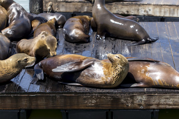 Leoni Marini del Pier 39 di San Francisco