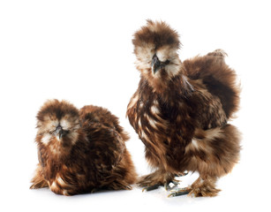 red silkies