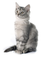 maine coon kitten
