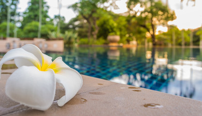 white flower at swimming pool