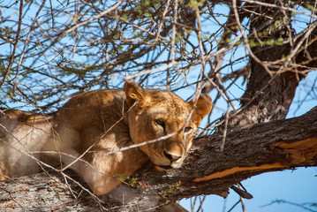 Lion in Tsavo East National Park, Kenya