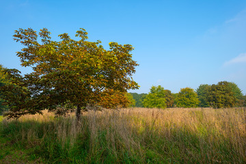 Chestnut tree in a field in autumn light
