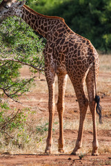 Naklejka na ściany i meble Giraffes in Tsavo East National Park, Kenya