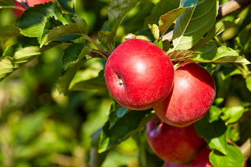 red apples on the trees in the orchard