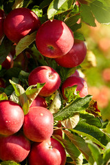 Obraz premium red apples on the trees in the orchard