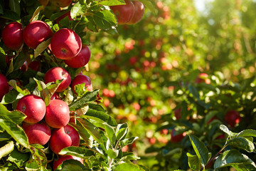 Apple Orchard