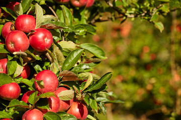 Apple Orchard