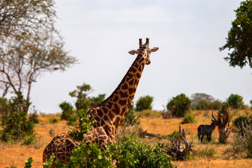 Giraffes in Tsavo East National Park, Kenya