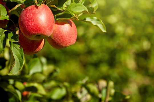 Fototapeta outdoor shot containing a bunch of red apples on a branch ready