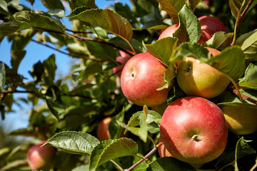 Apple Orchard