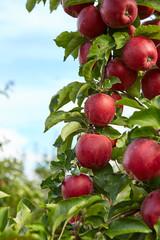 red apples on the trees in the orchard