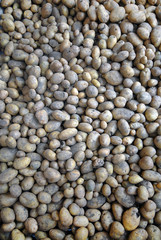 Potatoes