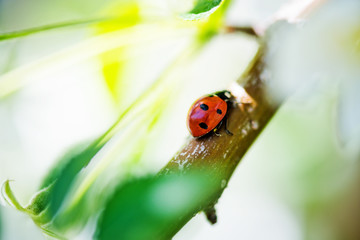Ladybug on a plant.