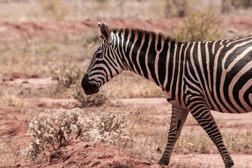 Fototapeta na wymiar Zebras in Tsavo East National Park, Kenya