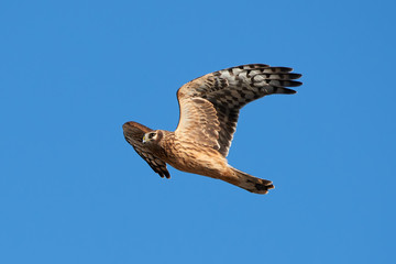 Hen harrier (Circus cyaneus)
