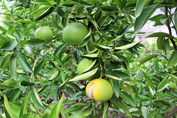 Oranges ripening on the branch
