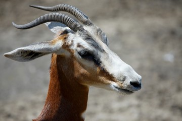Antilope