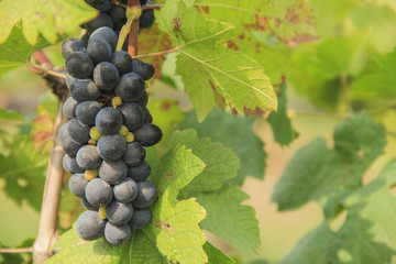 Bunch of wine grapes