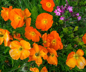 Fototapeta premium Pretty red and orange poppy flowers