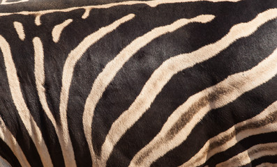 Fototapeta na wymiar Zebra skin texture background