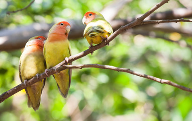 Budgerigar bird in the nature