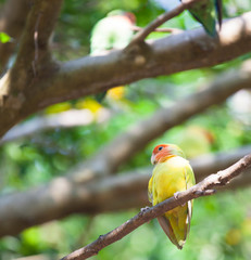 Budgerigar bird in the nature