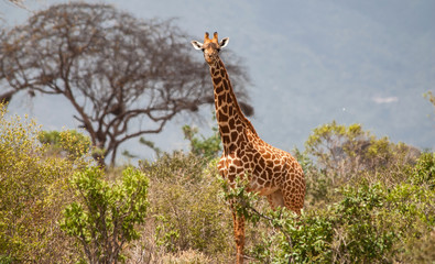 Fototapeta premium Giraffes in Tsavo East National Park, Kenya