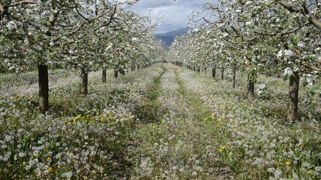 Apple orchard in blossom. Dandelions carpet