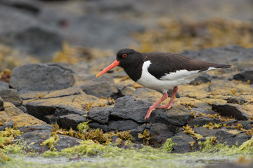 Austernfischer, Eurasian oystercatcher, Haematopus ostralegus
