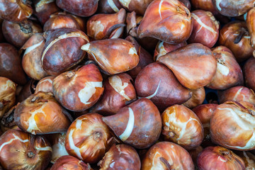 Pflanzenzwiebel Hintergrund