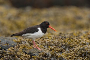 Austernfischer, Eurasian oystercatcher, Haematopus ostralegus