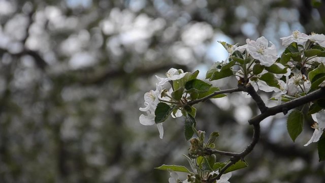 apple orchard with flowers. spring 