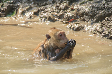 Monkey mother with baby in the River