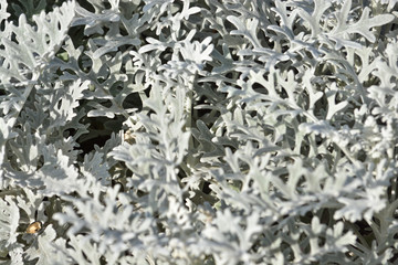 Abstract background of ornamental plants.