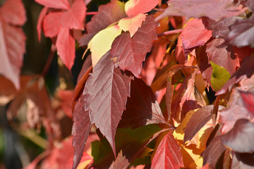 Obraz premium Autumn leaves grapes.