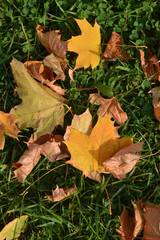 Autumn leaves on the grass.
