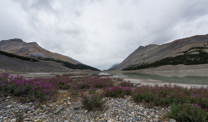 Wildflowers in the Mountains
