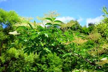 Elder tree in Entertainment and Recreation Center Belmontas