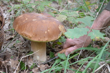 cueillir un Champignon cèpe bolet dans la forêt avec un couteau