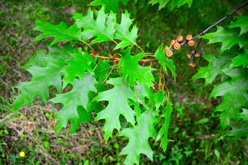 Leaves of green tree