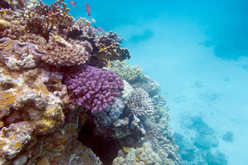 Naklejka na ściany i meble coral reef with hard corals in tropical sea, underwater