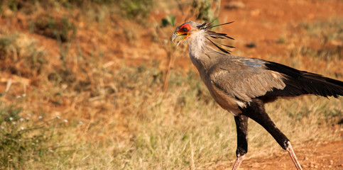 Secretary bird in Tsavo East National Park, Kenya