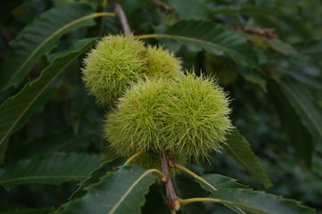 Maronenbaum